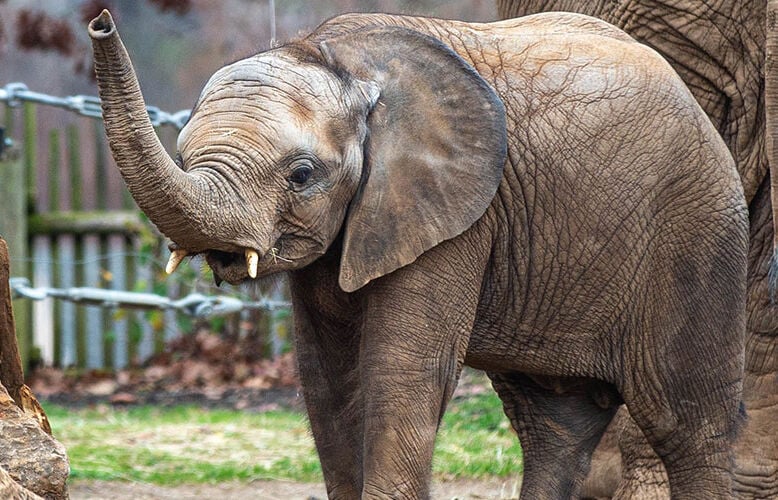 Fitz the elephant, a resident of The Louisville Zoo