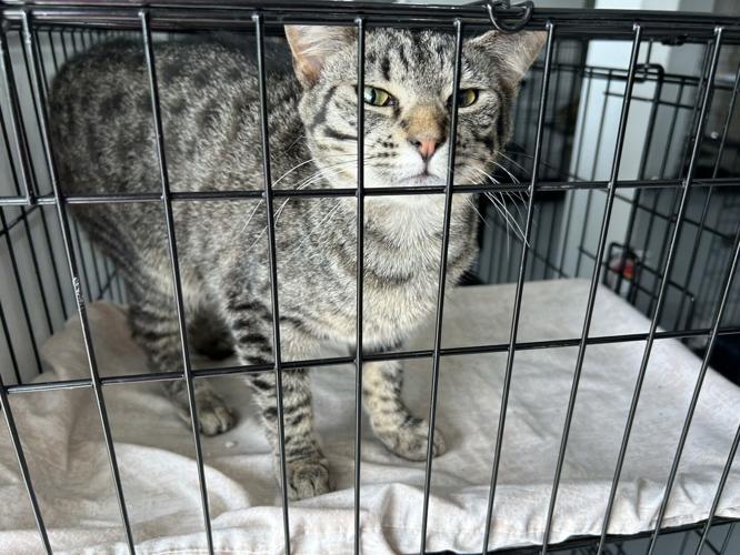 spencer county cat 5-15-25