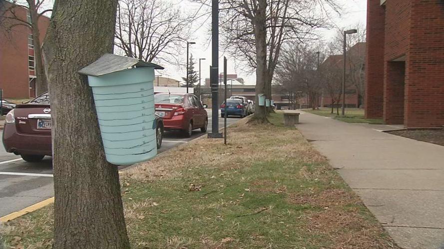 U of L students tap maple trees on campus for syrup