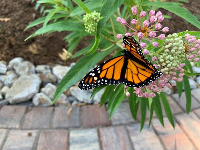 MONARCH GARDEN - ARTS ALLIANCE OF SOUTHERN iNDIANA - 8-12-2021 4.jpg