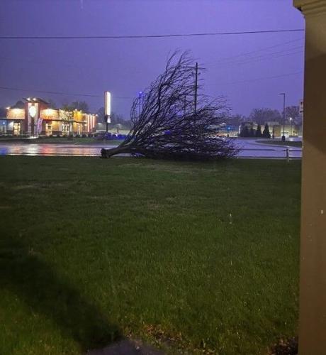 Kelly Cappy tree down Hikes Point.jpg