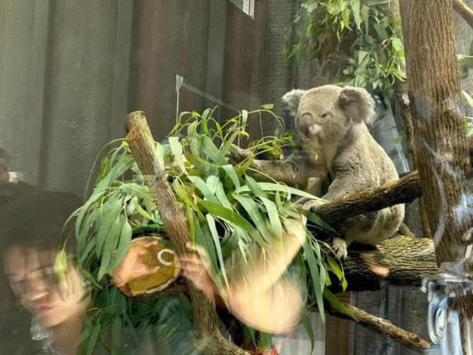 Koalas at the Louisville Zoo