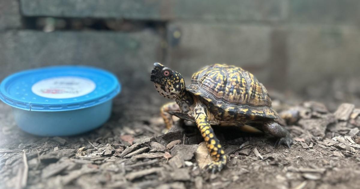 1 of 2 missing turtles returned to Louisville Nature Center, search ...