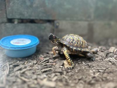 Chocolate the turtle from Louisville Nature Center