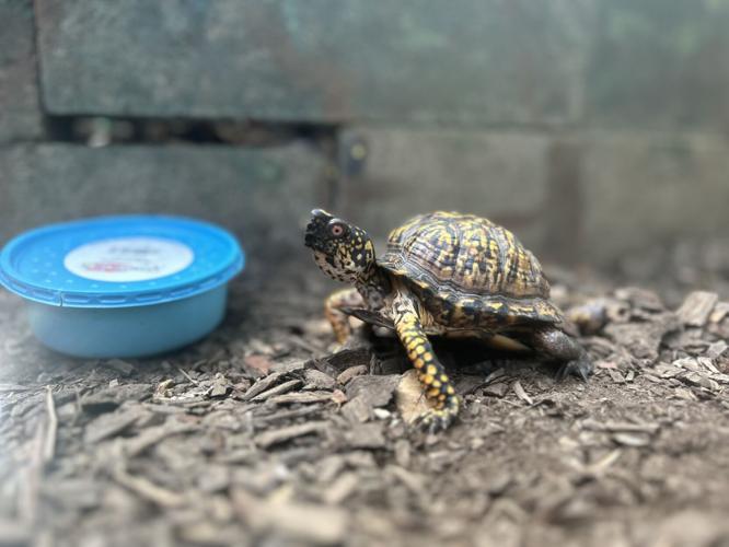 Chocolate the turtle from Louisville Nature Center