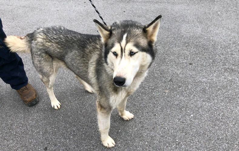 lost dog