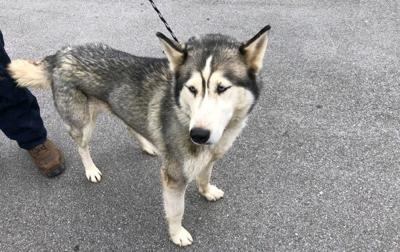 lost dog