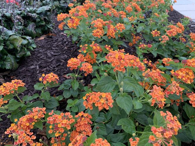 BOTANICAL GARDENS - KEITH KAISER  10-9-19   (14).jpeg