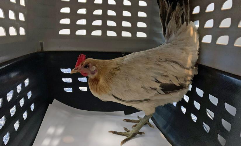 Chicken recovered in Charlestown, Indiana in April 2022
