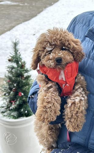 Frannie the dog enjoys the snow in Eminence 12.02.2025