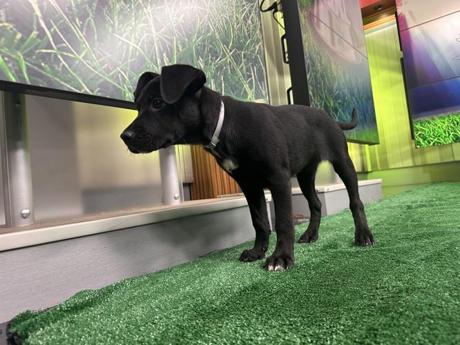 Kentucky Humane Society adoptable puppies