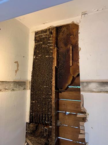 Honeybees swarm found in Indianapolis home (Aug. 2019)