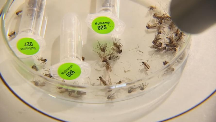 WEST NILE JEFF CO UPDATE