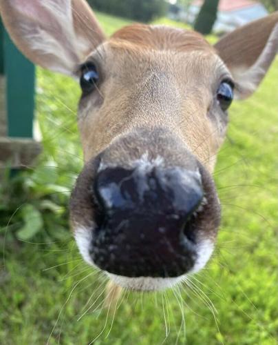 Deer kept as family pet by Saul Lopez Raya and Trixi Lopez in Fishers, Indiana