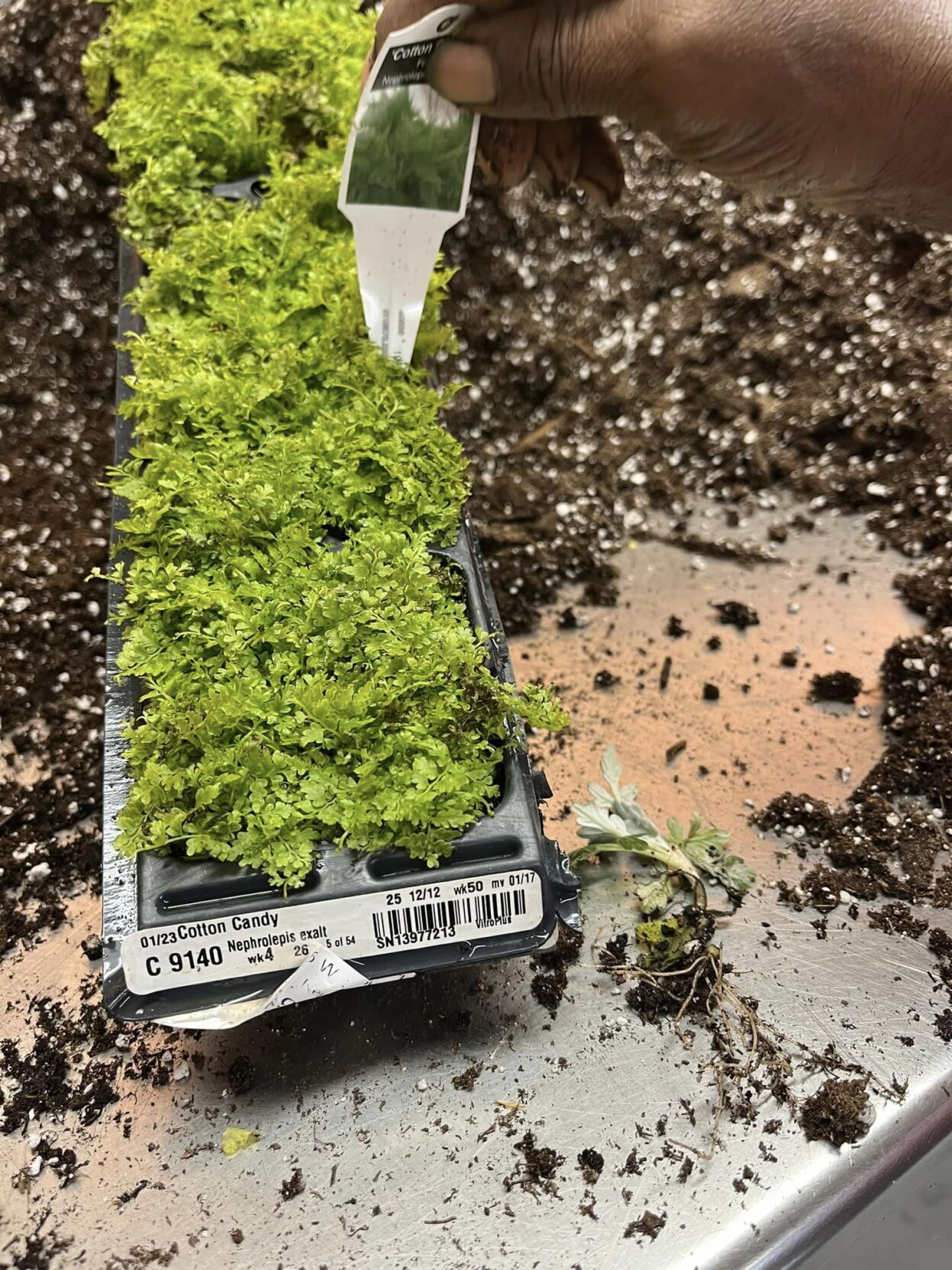 Crews potting plants inside Churchill Downs Greenhouse ahead of Derby