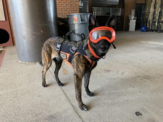 Kentucky Air National Guard Search and Rescue K-9 Callie