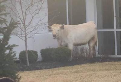 Cow Near Chick Fil A via Noblesville Police