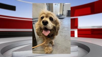 Former LMAS employee cited for neglect of two dogs - 9.19.25