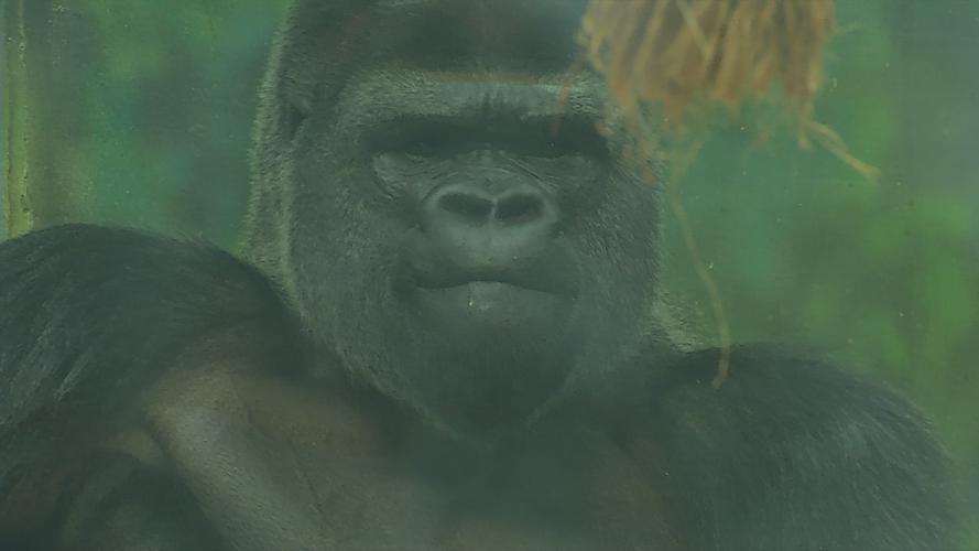 Zoo Gorilla