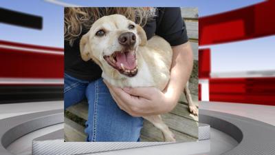 KENTUCKY HUMAN SOCIETY - SENIOR DOGS GRANT - JEBEDIAH - 8-12-2020 .jpg