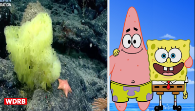 spongebob.png