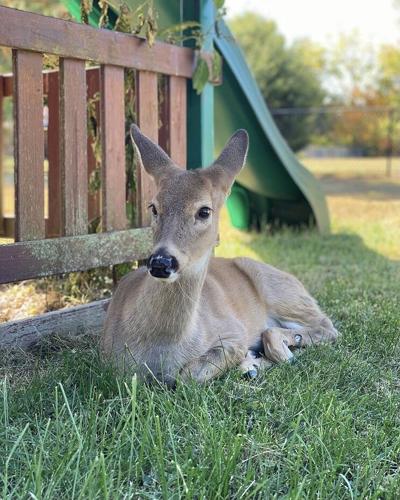 Deer kept as family pet by Saul Lopez Raya and Trixi Lopez in Fishers, Indiana