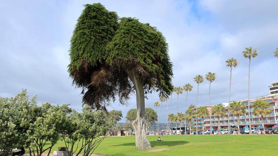 THE LORAX - TREE THAT INSPIRED THE SEUSS BOOK - LA JOLLA CITY WEB PAGE .jpg