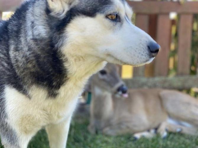 Deer kept as family pet by Saul Lopez Raya and Trixi Lopez in Fishers, Indiana
