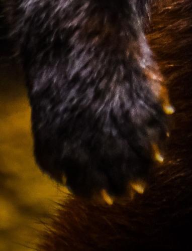 Animal paw
