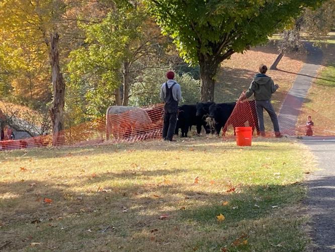 Cows in Cherokee Park
