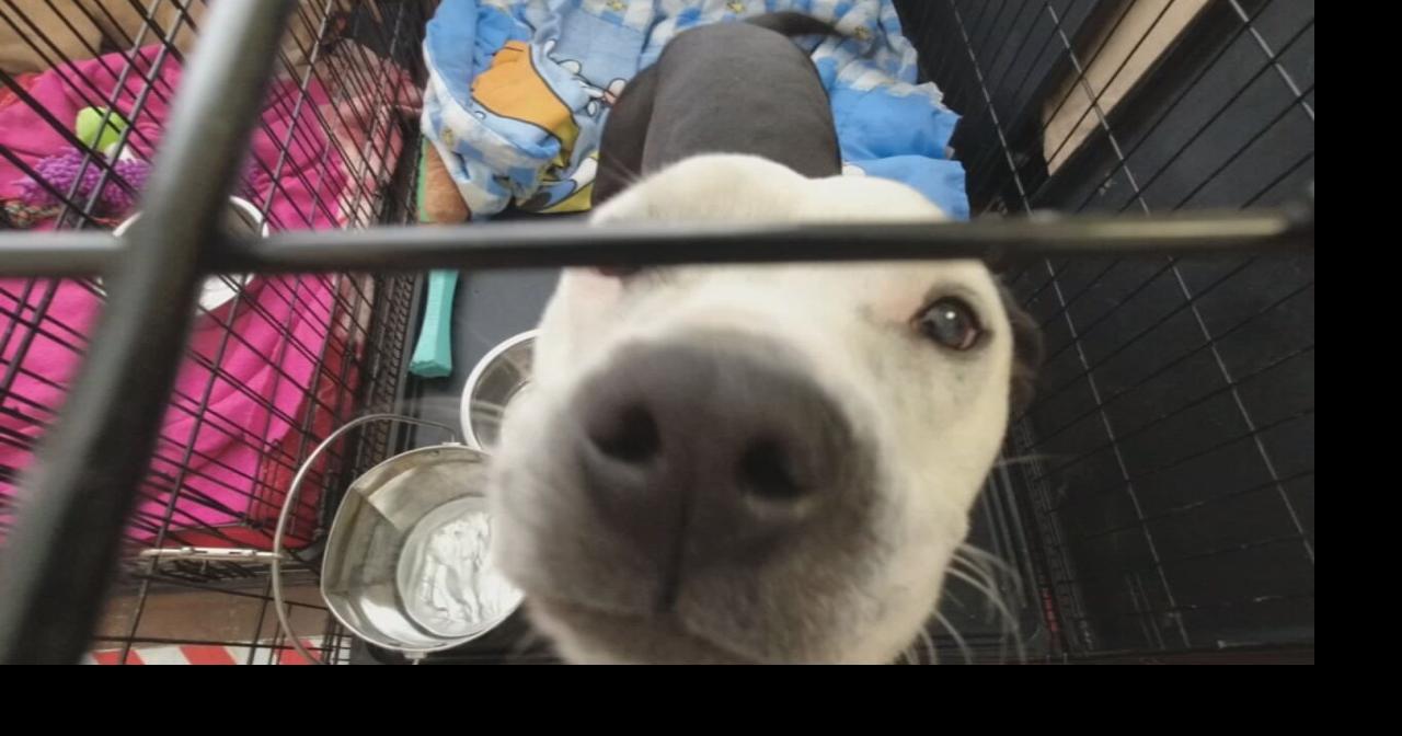 'No life raft coming' | LMAS pleas for adopters as euthanasia for more ...