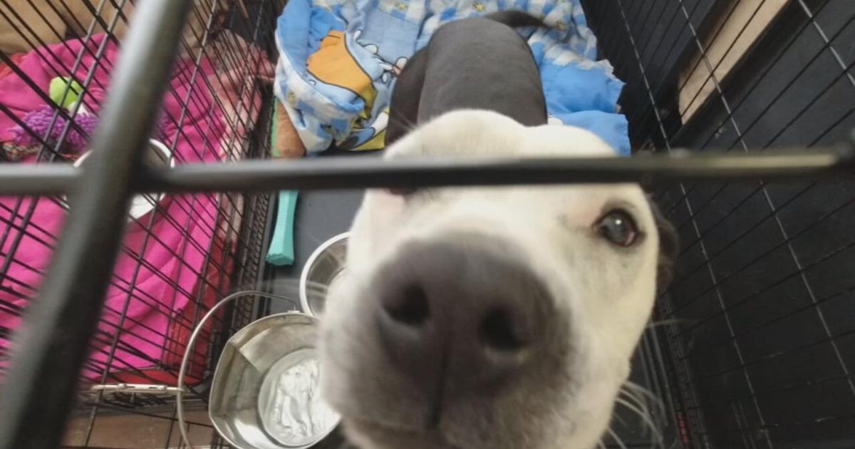 'No life raft coming' | LMAS pleas for adopters as euthanasia for more ...