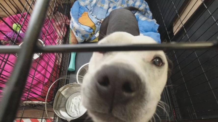 Dog at Louisville Metro Animal Services
