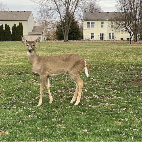 Deer kept as family pet by Saul Lopez Raya and Trixi Lopez in Fishers, Indiana