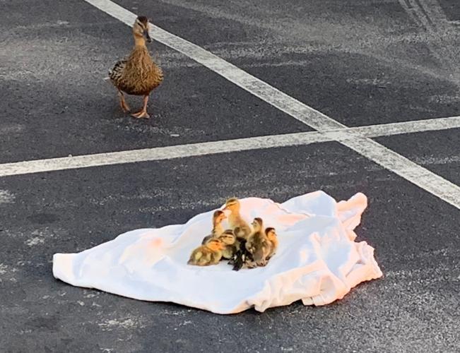 Ducklings rescued by LMPD (June 2019)