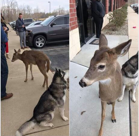 Deer kept as family pet by Saul Lopez Raya and Trixi Lopez in Fishers, Indiana