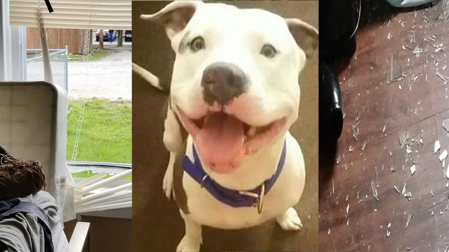 Cashus -- dog killed in LMPD SWAT situation