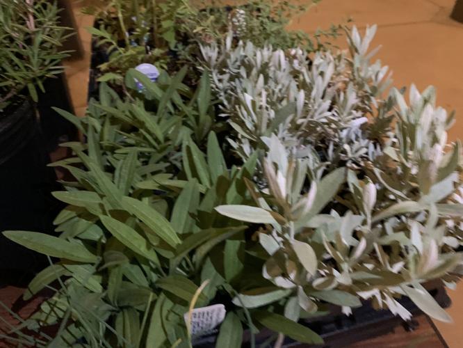 Gardeners' Fair (10).JPG