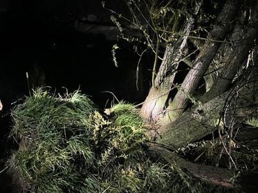 Trees uprooted in Brandenburg (2).jpg