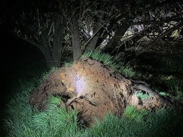 Trees uprooted in Brandenburg.jpg