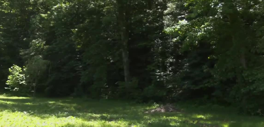 Wooded area near Sulphur Lick Road in Marion County, Ky.