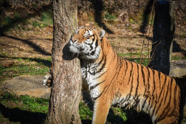 Timmy Amur Tiger at Louisville Zoo