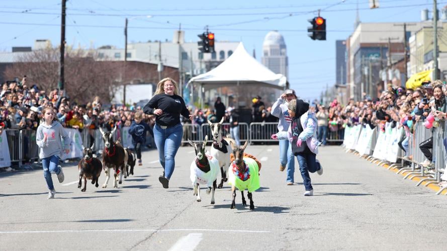 Goats near finish line at Bock Fest.JPG