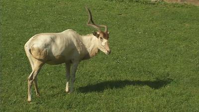 Zoo Addax