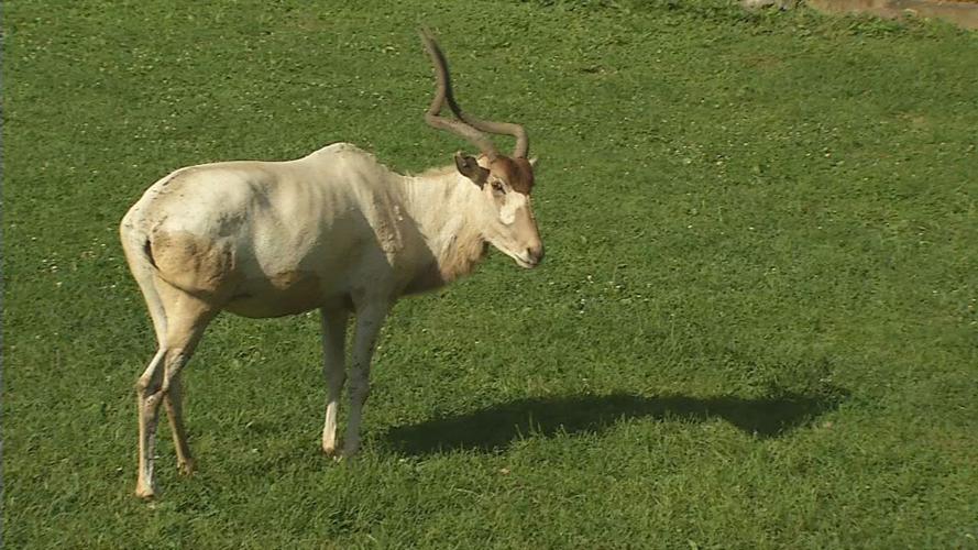 Zoo Addax