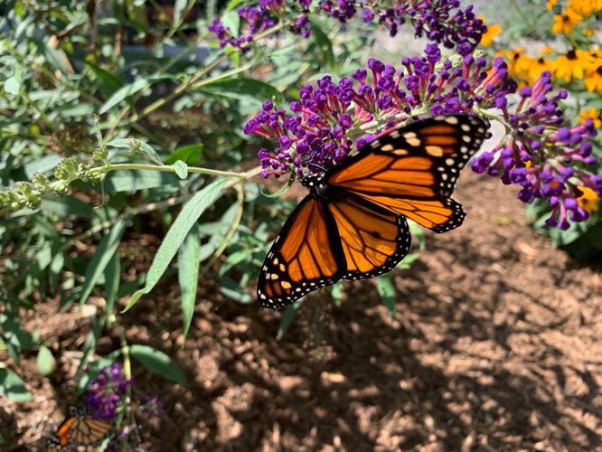 MONARCH GARDEN - ARTS ALLIANCE OF SOUTHERN iNDIANA - 8-12-2021 7.jpg