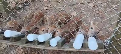 meade county deer euthanized.jpg