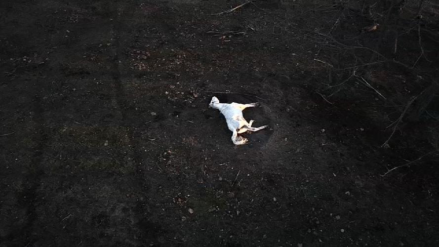 GRAYSON CO. STARVING HORSES 11PKG.transfer_frame_4359 malnourished horse.jpg