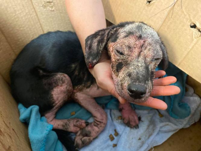 Malnourished puppy left at the Kentucky Humane Society on Friday, Sept. 17, 2021