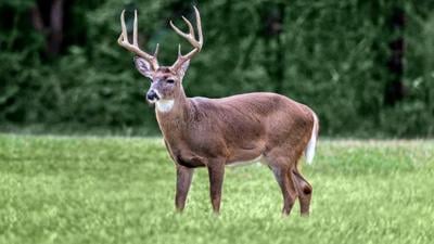 Deer